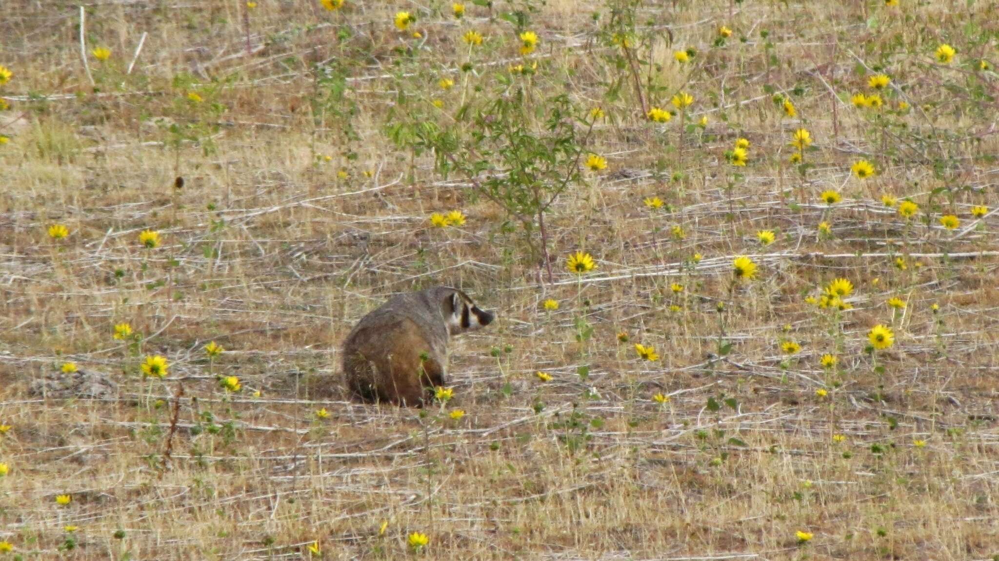 Image of badger