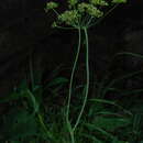 Sivun Laserpitium krapfii subsp. gaudinii (Moretti) Thell. kuva
