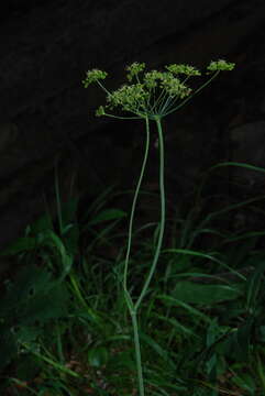 Слика од Laserpitium krapfii subsp. gaudinii (Moretti) Thell.