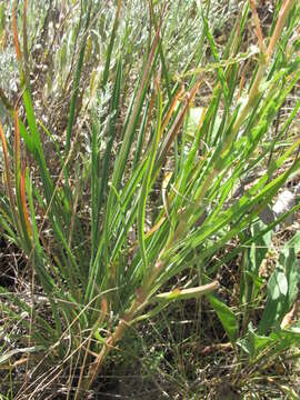 Image de Tragopogon dasyrhynchus Artemczuk