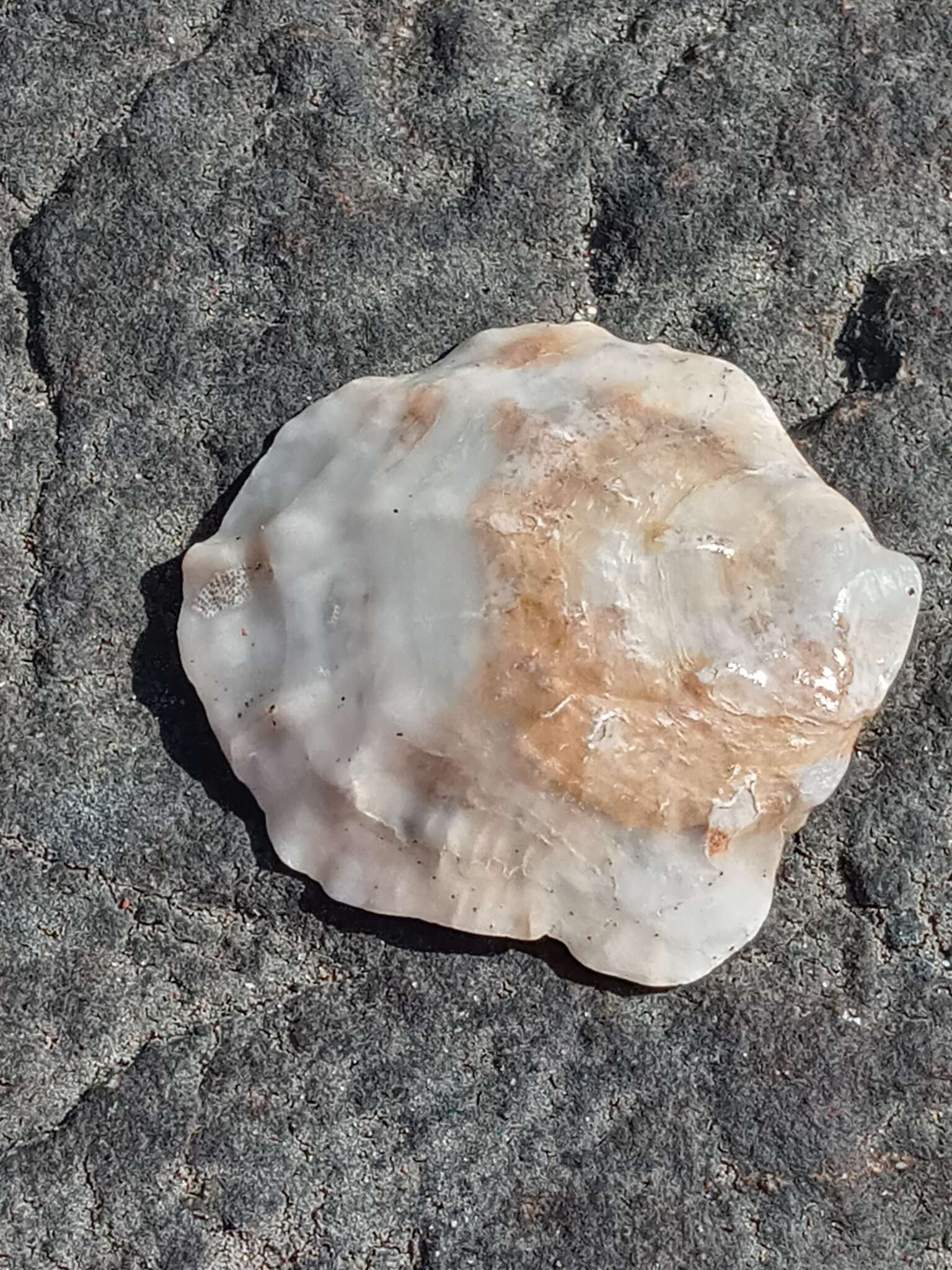 Image of Argentine flat oyster