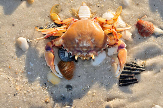 Image of Florida lady crab