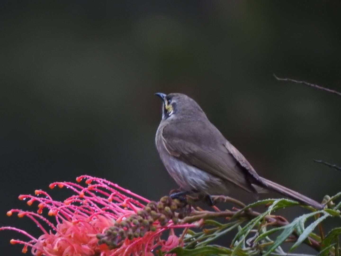 Image of Caligavis Honeyeaters