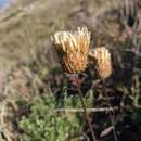 Image of Juniperus communis var. hemisphaerica (Jacq. & C. Presl) Parl.