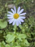 Image of western daisy