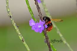 Imagem de Bombus eximius Smith 1852