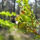 Image de Dodonaea biloba J. G. West