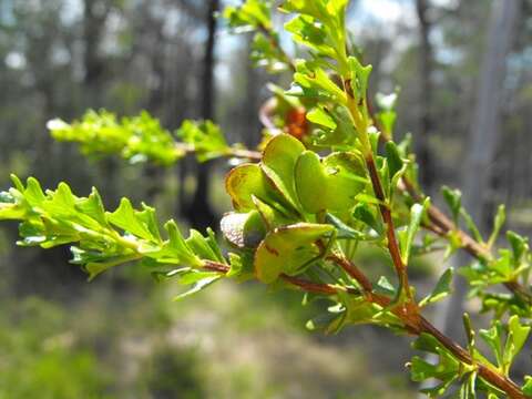 Image of Dodonaea biloba J. G. West