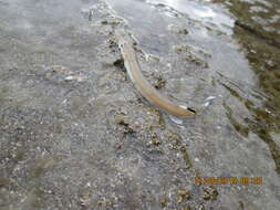 Image of Sandfish