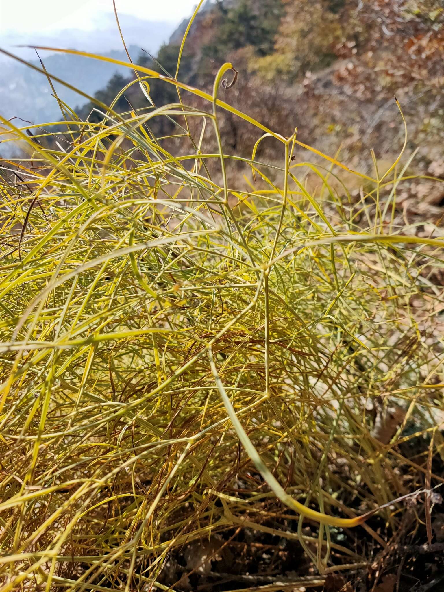 Peucedanum officinale L. resmi