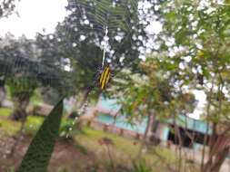 Image of Gasteracantha diadesmia Thorell 1887