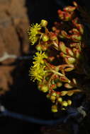 Image of Aeonium sedifolium (Webb ex Bolle) J. Pitard & L. Proust