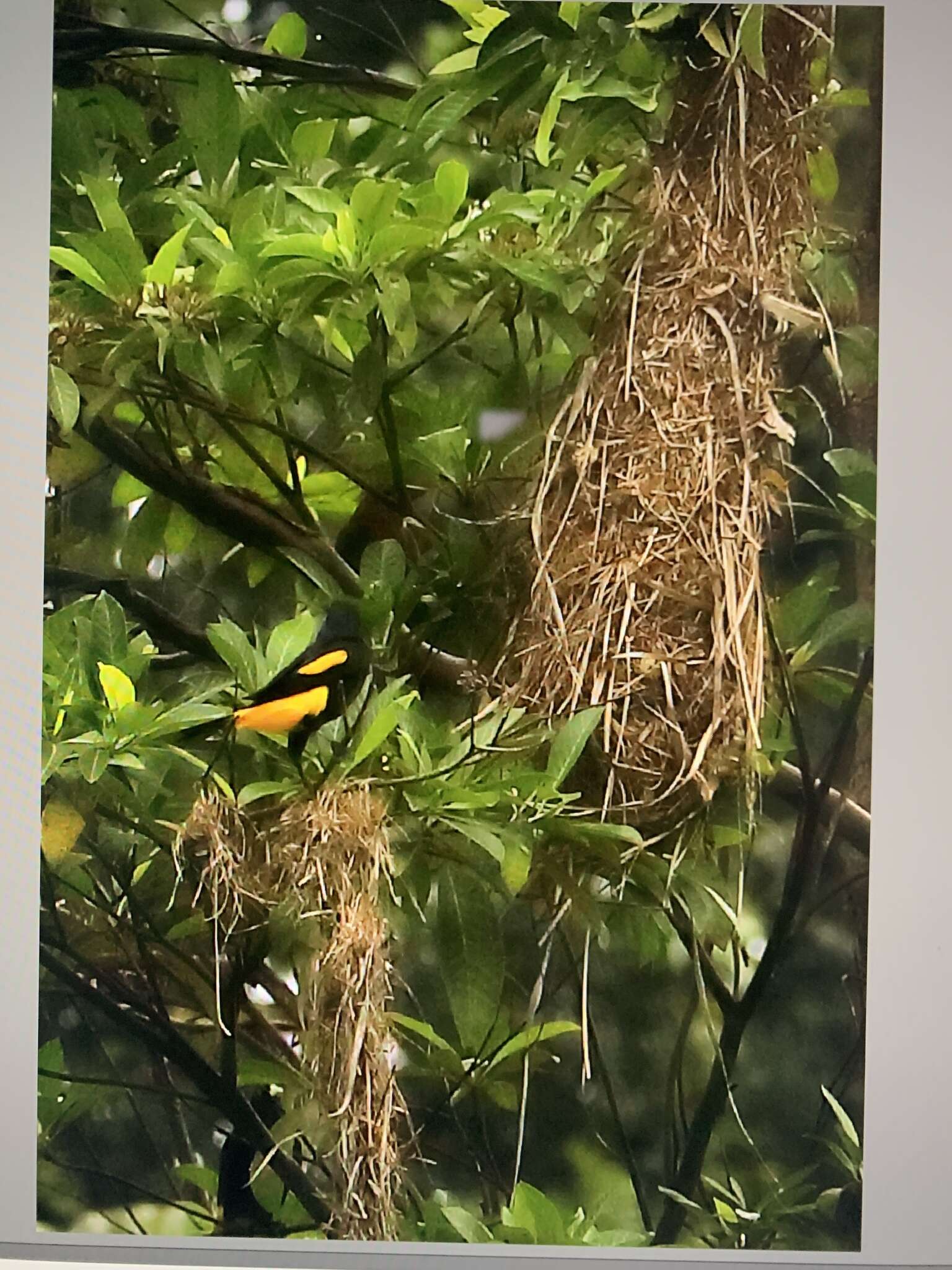 Image of Orange-bellied Euphonia