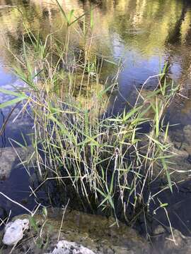 Imagem de Panicum hemitomon Schult.