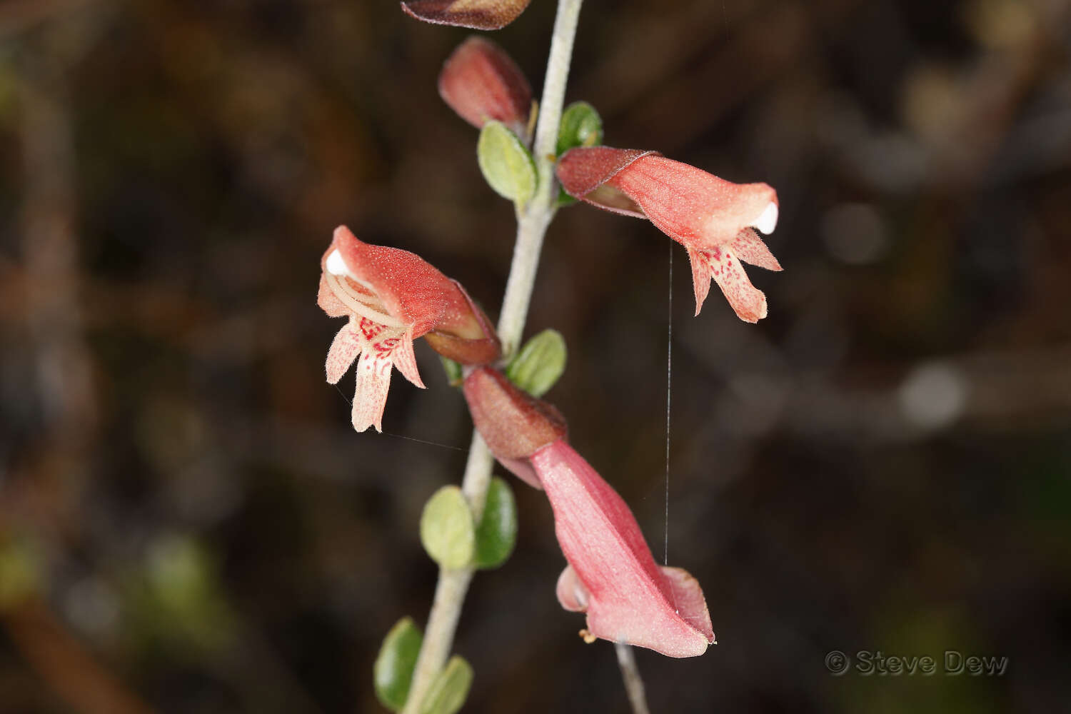 Prostanthera calycina F. Muell. ex Benth. resmi