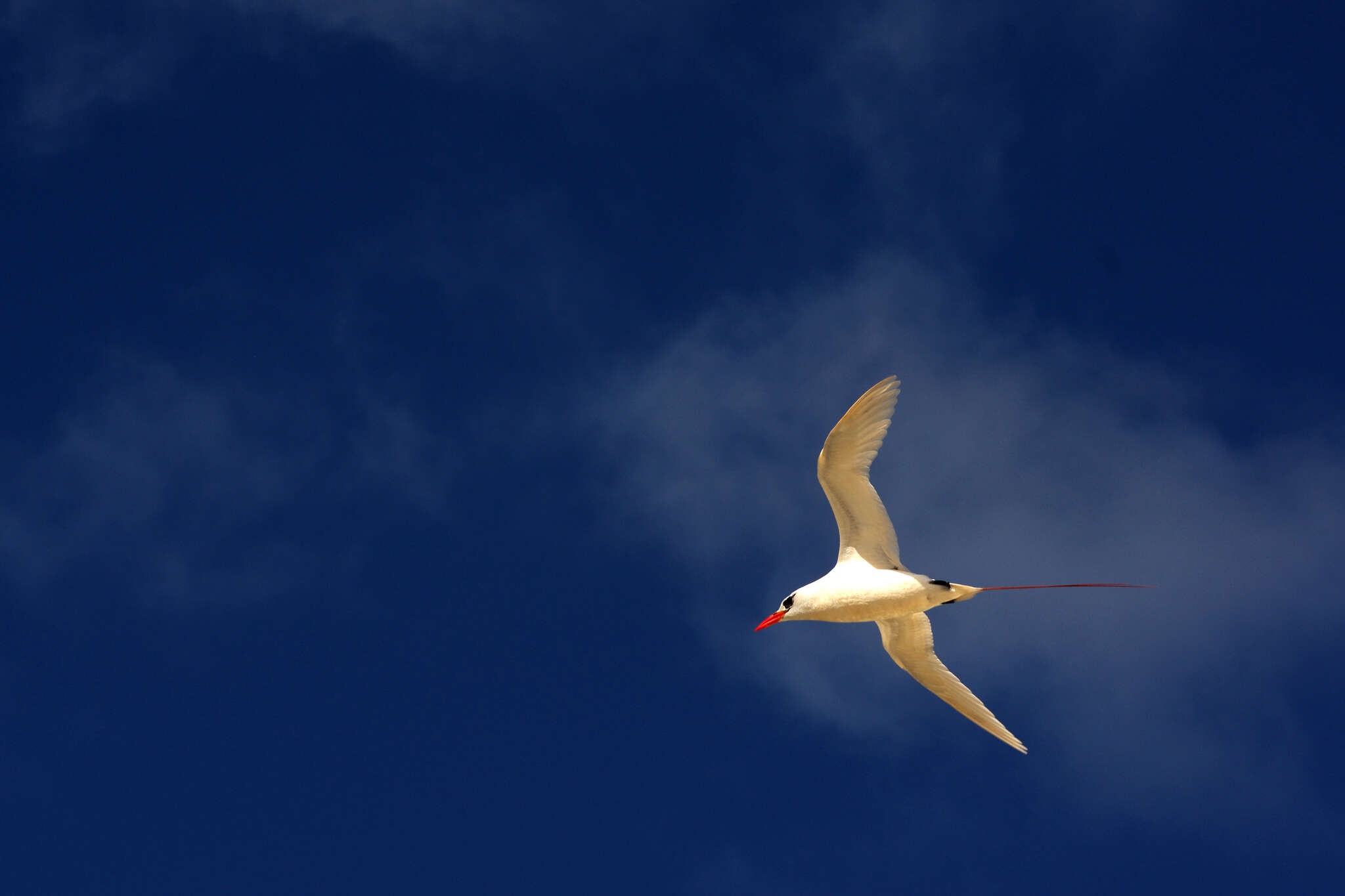 Image of tropicbirds