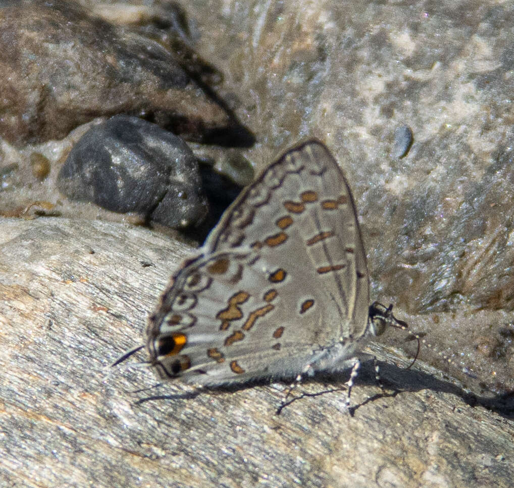 Image of Catopyrops rita (Grose-Smith 1895)