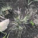 Image of Diheteropogon filifolius (Nees) Clayton