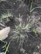 Image of Diheteropogon filifolius (Nees) Clayton