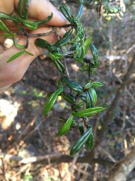 Sivun Diospyros aculeata H. Perrier kuva