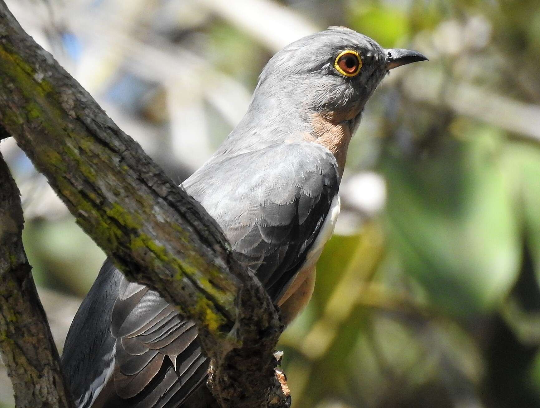 Image of Fan-tailed Cuckoo