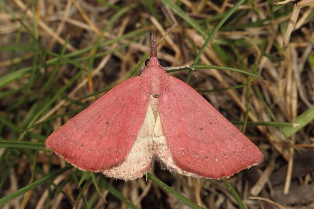 Imagem de Rhodina falculalis Guenée 1854