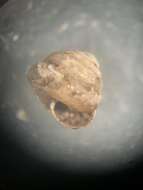 صورة <i>Euconulus chersinus</i>