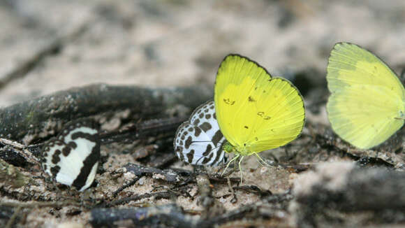 Image of Caleta roxus roxus