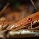 Image of Gastrodia kaohsiungensis