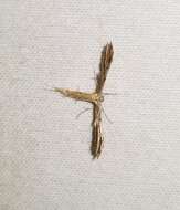 Image of Belfrage's Plume Moth