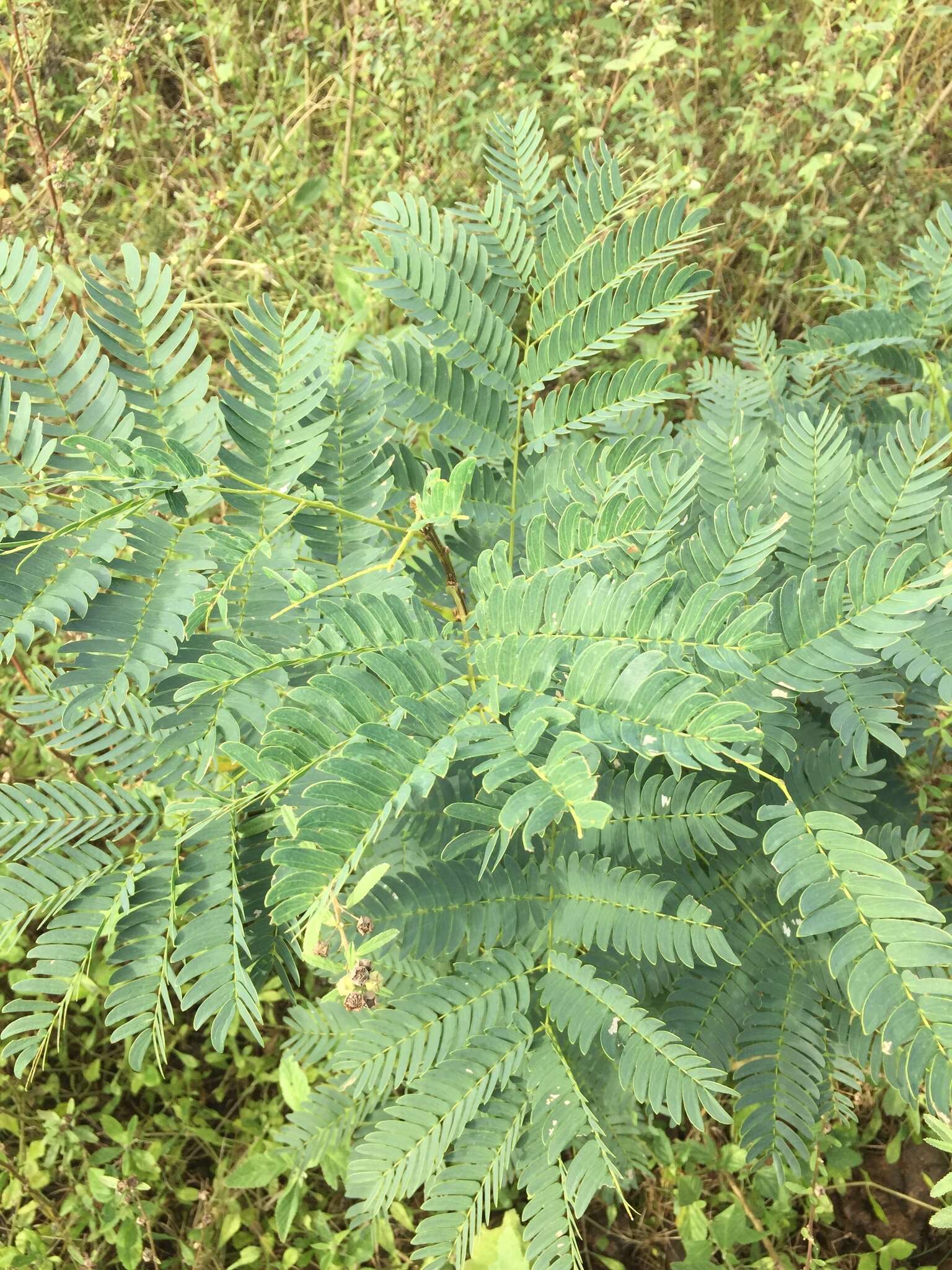 Image of Albizia inundata (Mart.) Barneby & J. W. Grimes