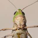 Image de Stenobothrus grammicus Cazurro & Ruiz 1888