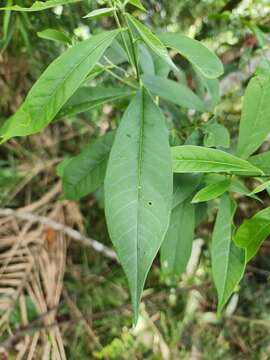 Image of Caamembeca oxyphylla (DC.) J. F. B. Pastore