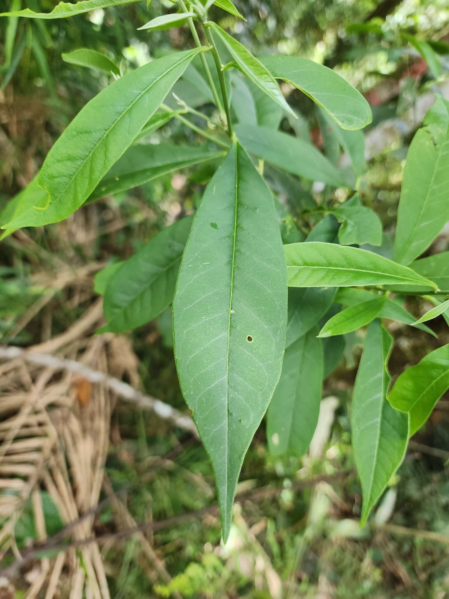 Слика од Caamembeca oxyphylla (DC.) J. F. B. Pastore