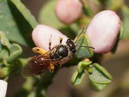 Image of Lasioglossum exoneuroides (Rayment 1953)