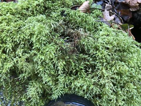 Image of loeskeobryum moss