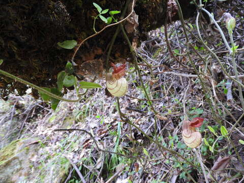 Image of California dutchman's pipe