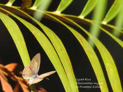 Image of Theclinesthes onycha (Hewitson 1865)