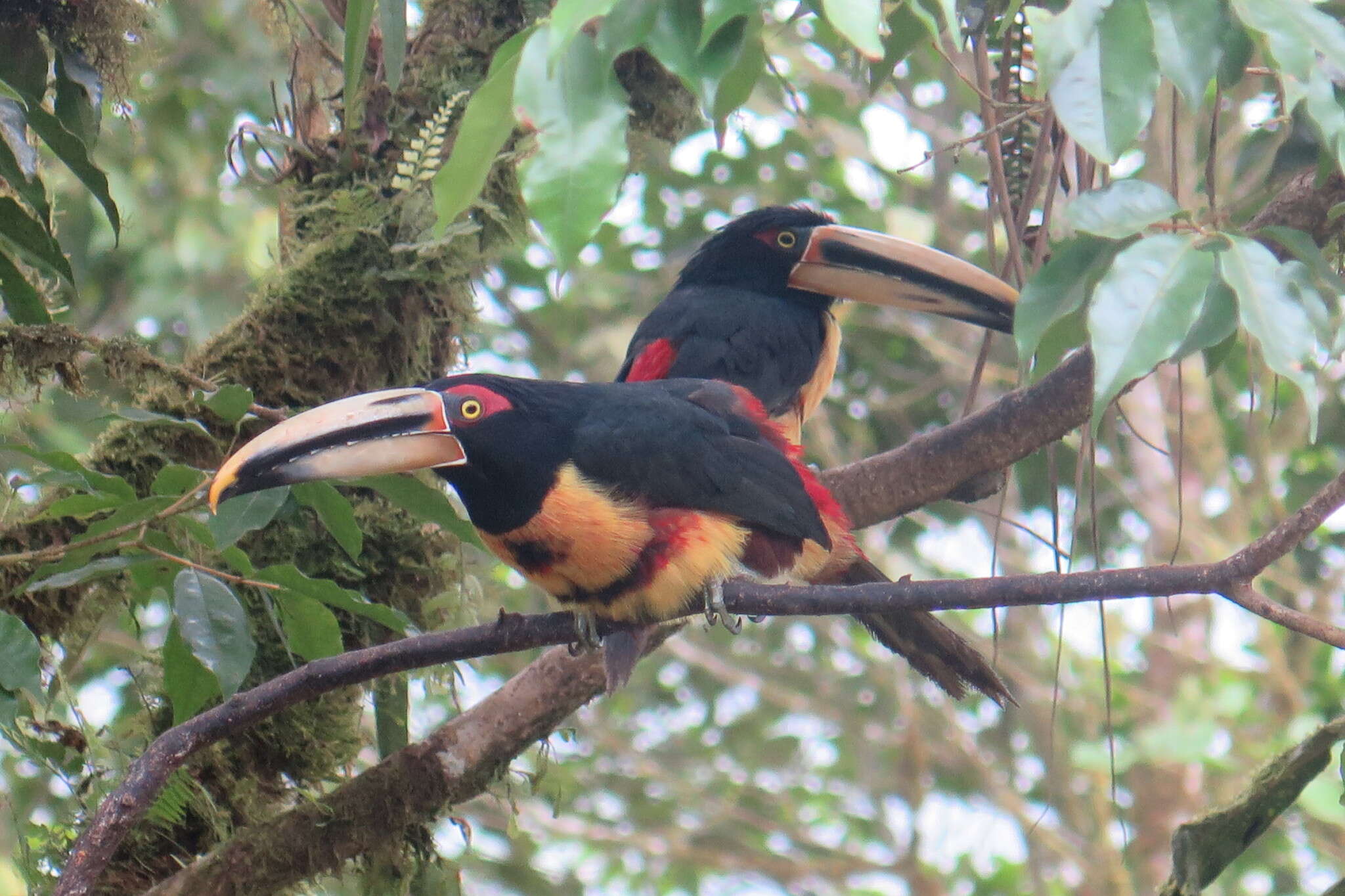 Plancia ëd <i>Pteroglossus torquatus erythropygius</i>