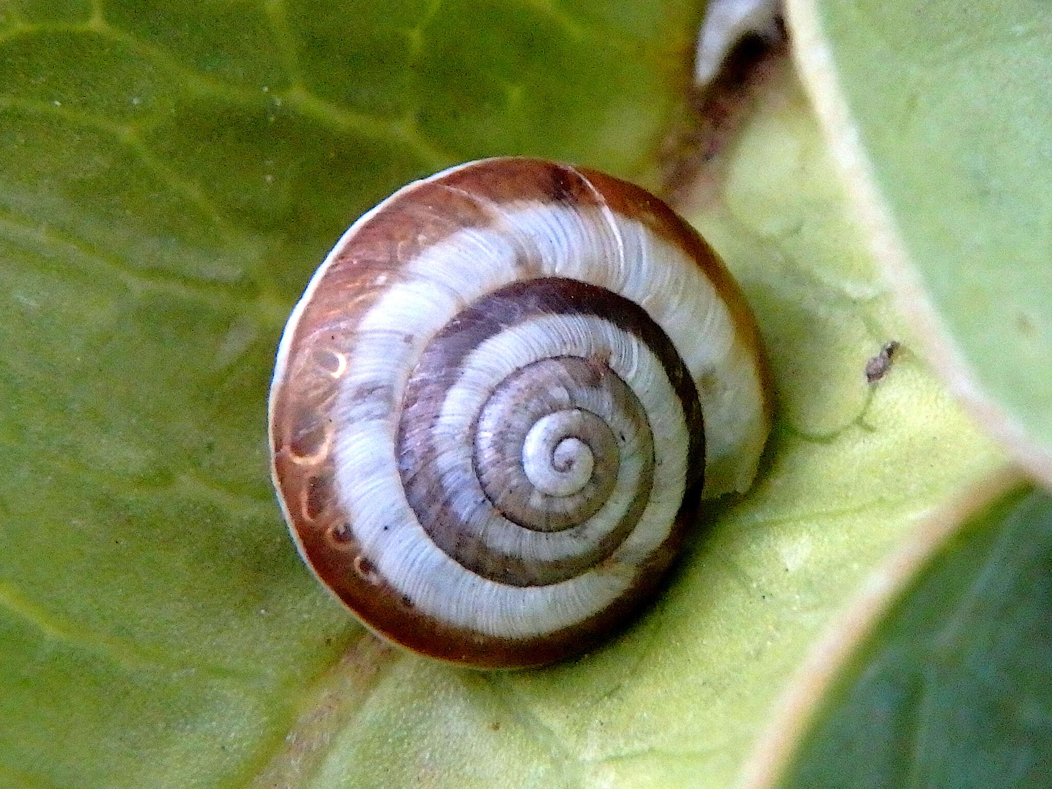 Image of Maritime gardensnail