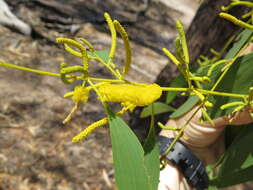 Plancia ëd Acacia difficilis Maiden