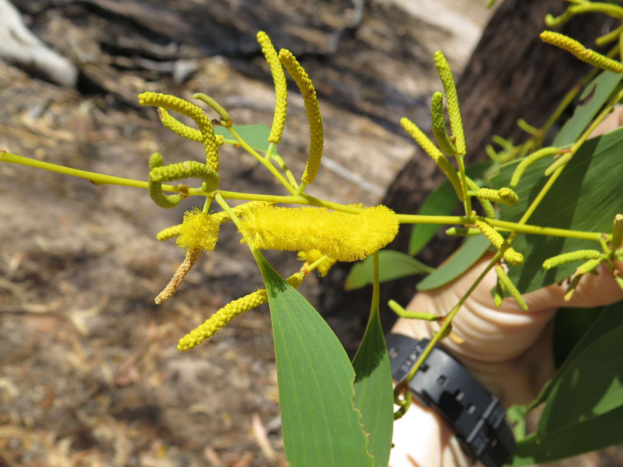 Plancia ëd Acacia difficilis Maiden