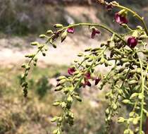 Plancia ëd Austrosteenisia blackii (F. Muell.) R. Geesink