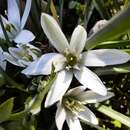 Image of Ornithogalum sintenisii Freyn