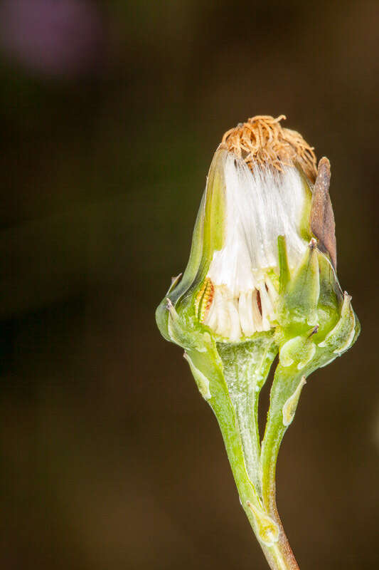 Image of common brighteyes