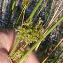 Imagem de Juncus effusus subsp. solutus (Fern. & Wieg.) L. Hamet-Ahti