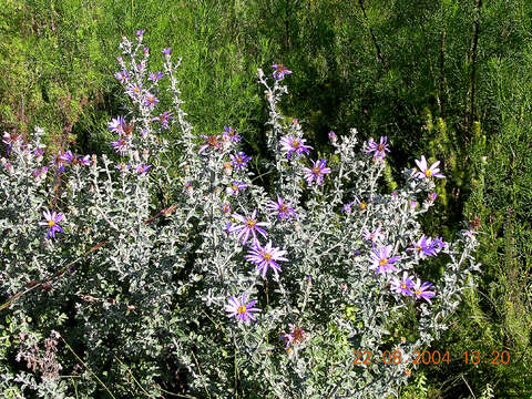 Imagem de Printzia polifolia (L.) Hutch.