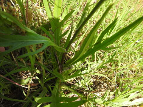 Image of Carolina desert-chicory