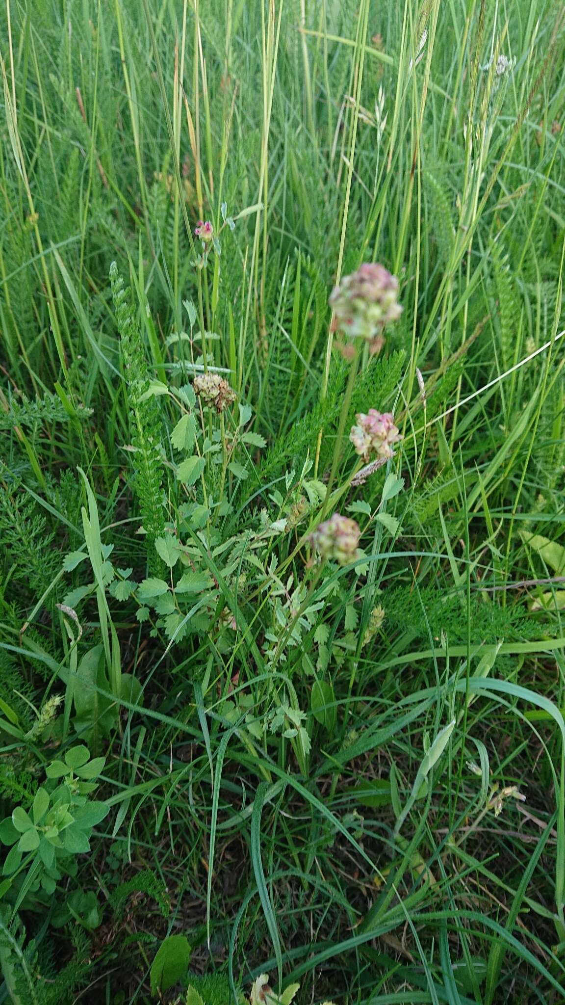 Sivun Sanguisorba minor subsp. minor kuva