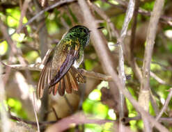 Image of Snowy-bellied Hummingbird